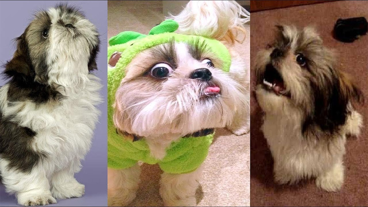 Shih Tzu Howling Shih Tzu Howling