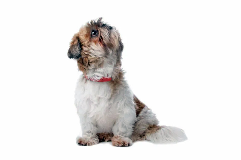 Shih Tzu Are you worried by your Shih Tzu howling?
