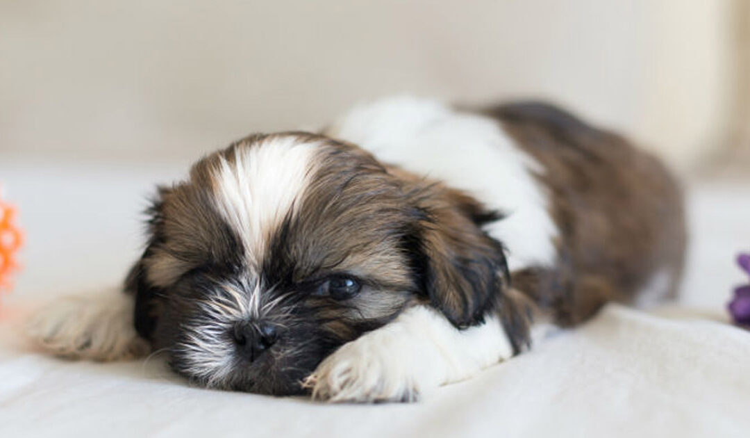 Shih Tzu – Top 10 facts