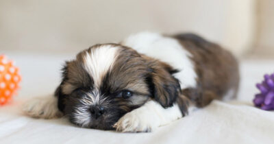 Shih Tzu Puppy